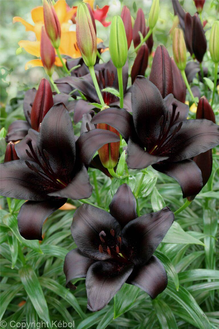 Lilium Royal Kiss