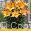 Lilium Happy Memories