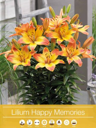 Lilium Happy Memories