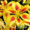 Lilium Viva la Vida