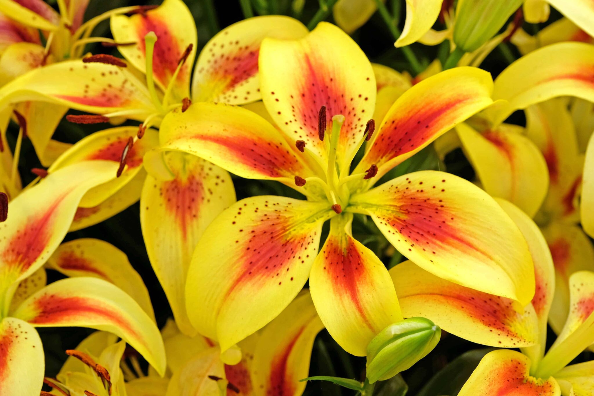 Lilium Viva la Vida