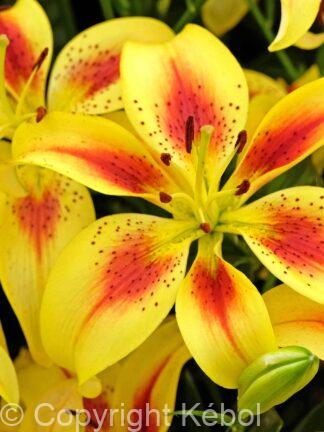 Lilium Viva la Vida