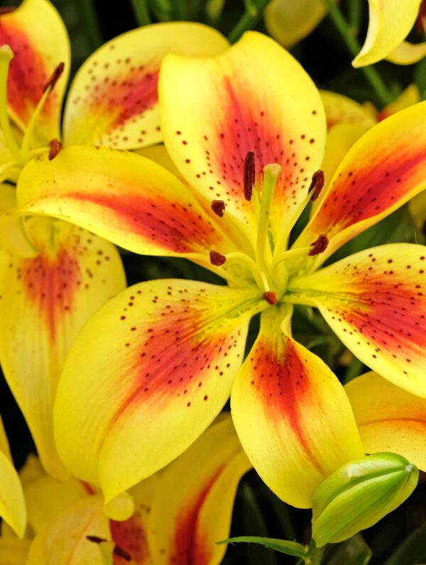Lilium Viva la Vida