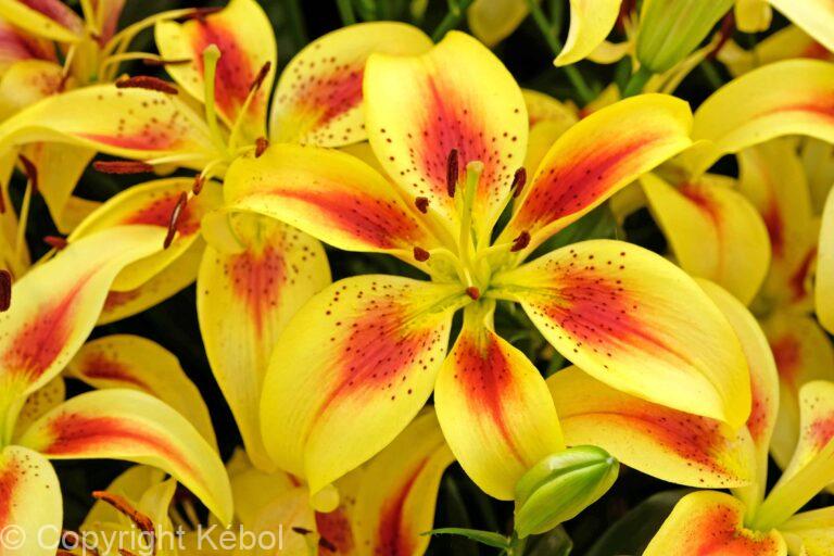 Lilium Viva la Vida