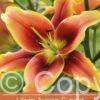 Lilium Avalon Sunset