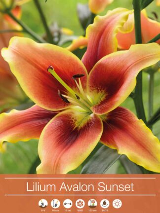 Lilium Avalon Sunset