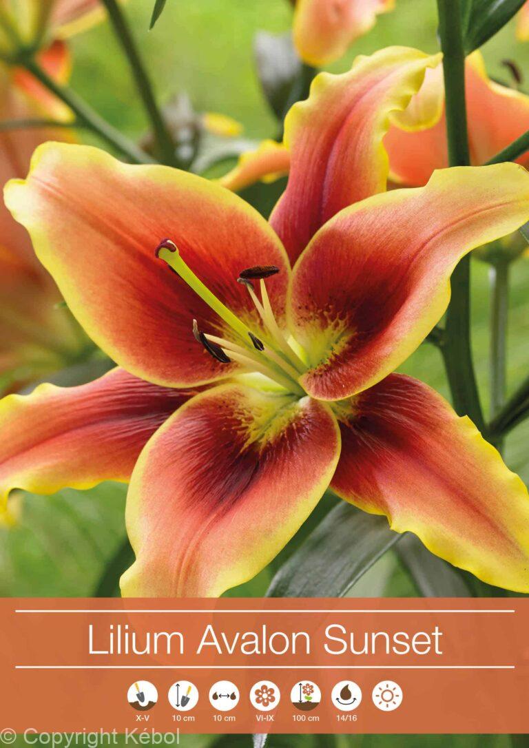 Lilium Avalon Sunset