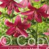 Lilium Purple Marble