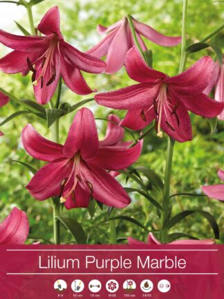 Lilium Purple Marble