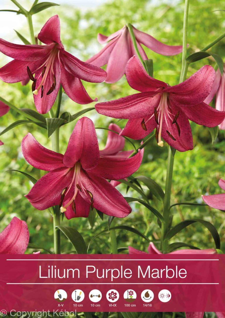 Lilium Purple Marble