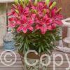 Lilium FantAsiatic Raspberry