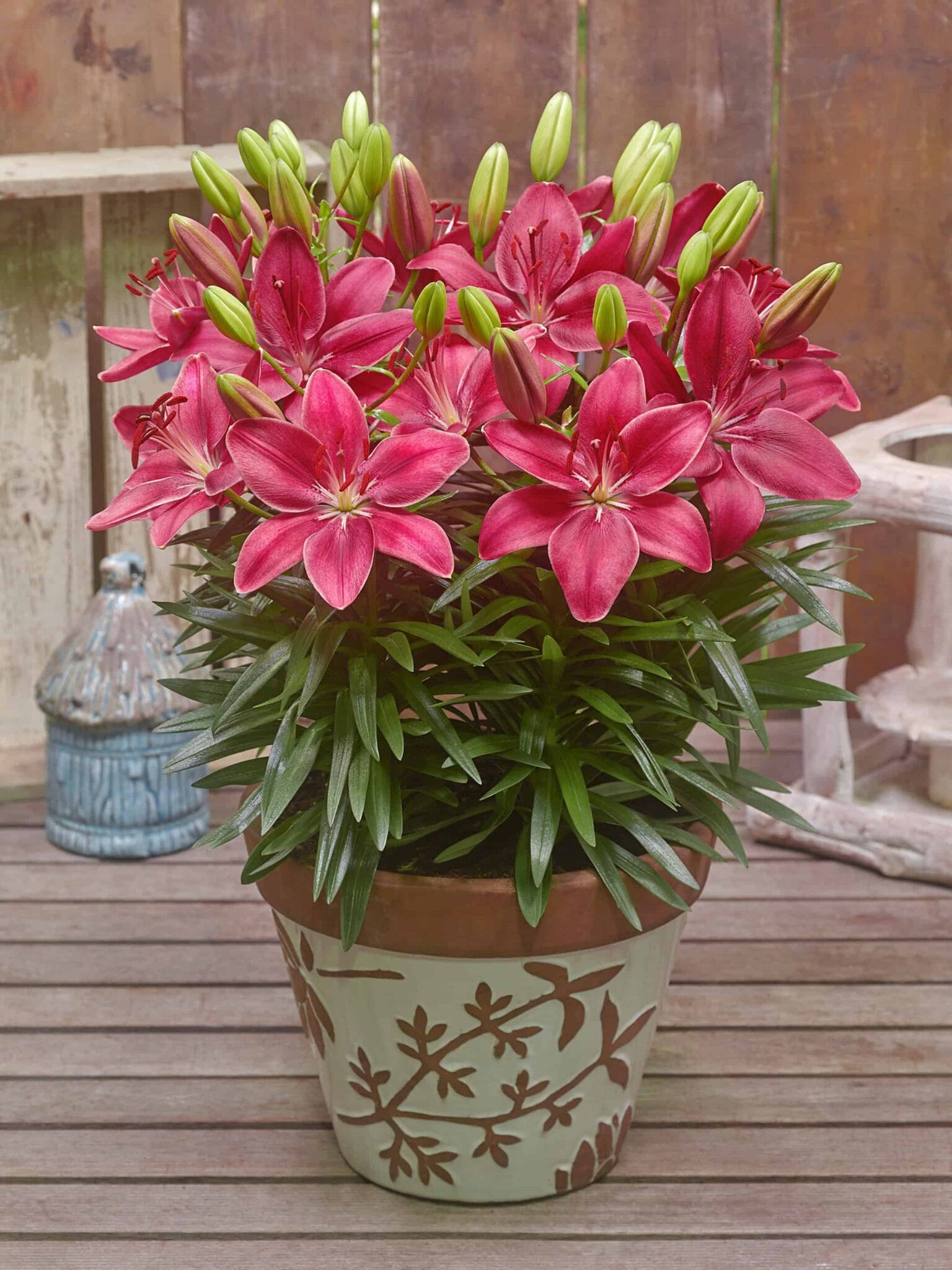 Lilium FantAsiatic Raspberry