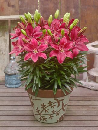 Lilium FantAsiatic Raspberry