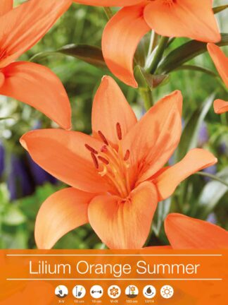 Lilium Orange Summer