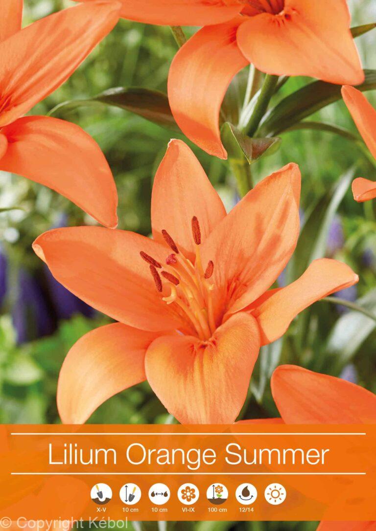 Lilium Orange Summer