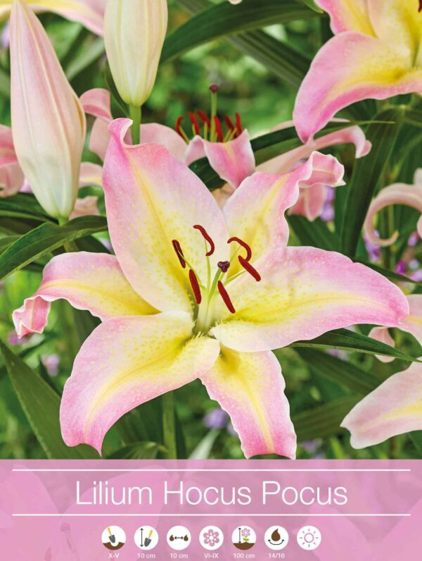 Lilium Hocus Pocus