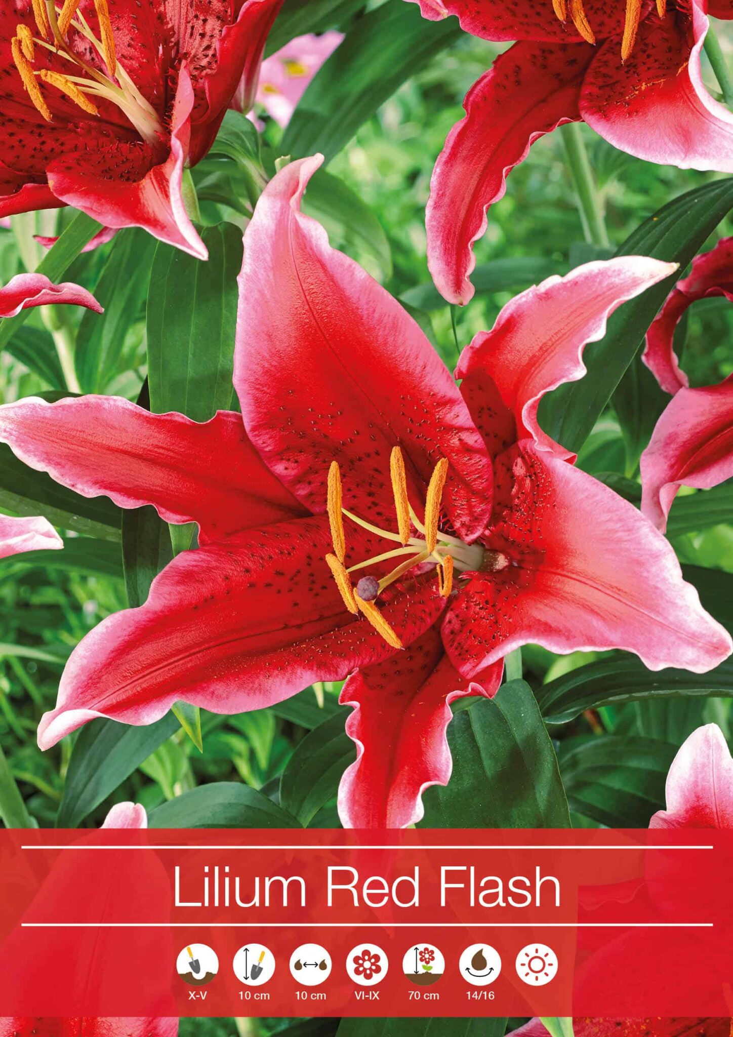 Lilium Red Flash