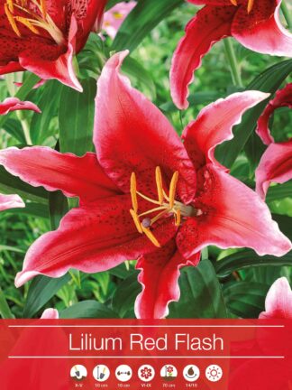 Lilium Red Flash