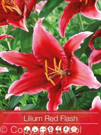 Lilium Red Flash