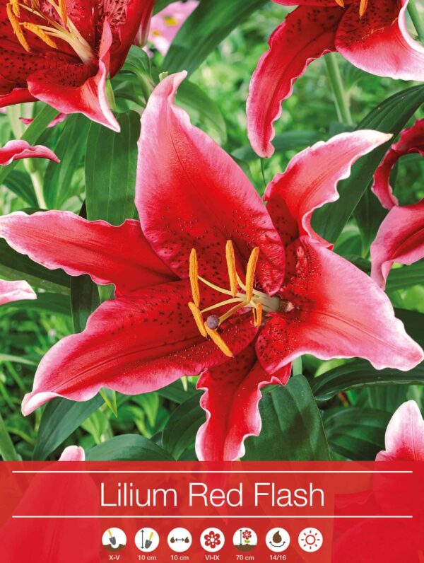Lilium Red Flash