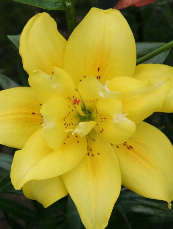 Lilium Fata Morgana