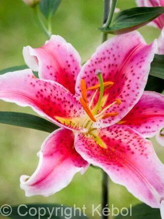 Lilium Star Gazer - case