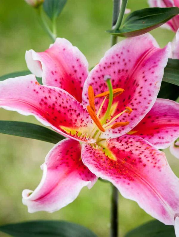 Lilium Star Gazer