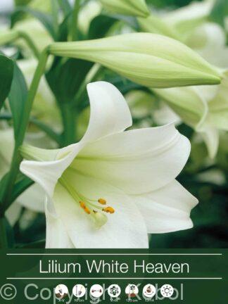 Lilium White Heaven