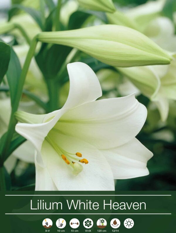 Lilium White Heaven