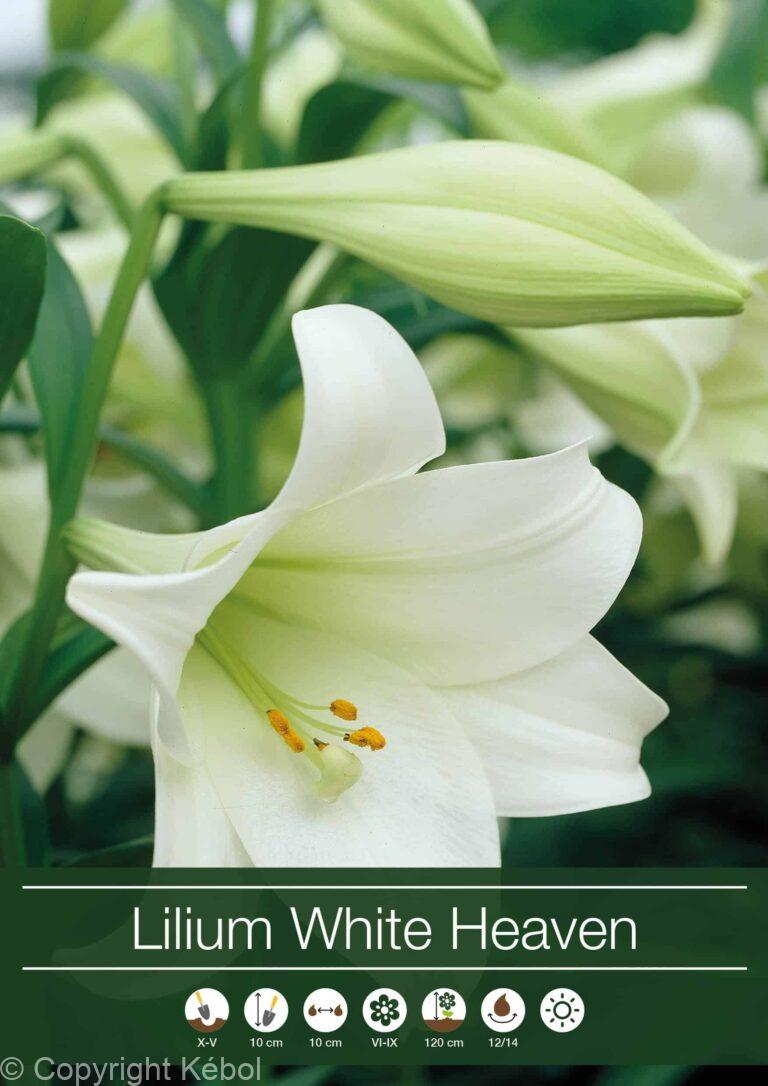 Lilium White Heaven