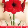 Amaryllis Red Lion