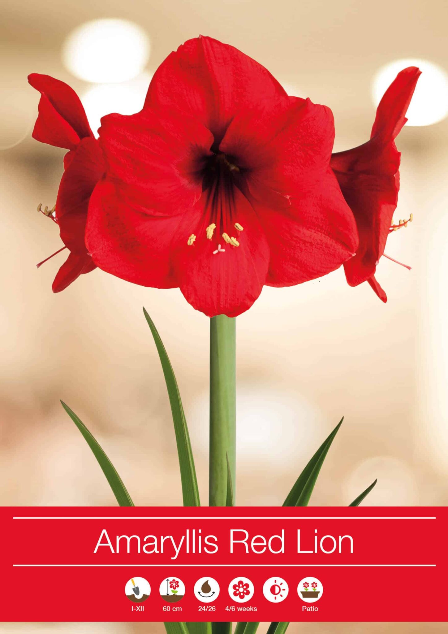 Amaryllis Red Lion