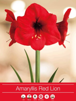 Amaryllis Red Lion