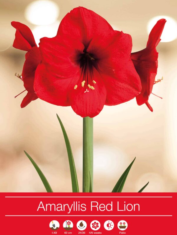 Amaryllis Red Lion