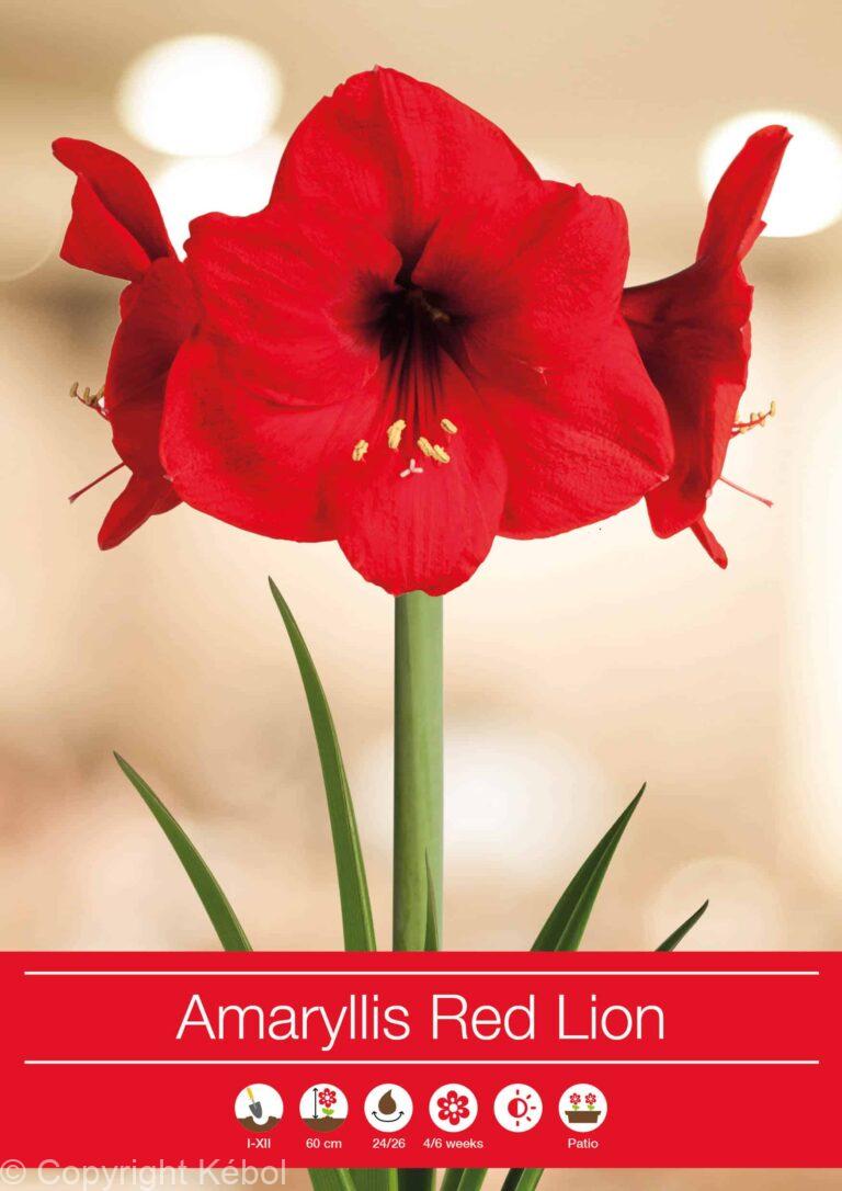 Amaryllis Red Lion