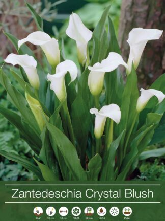 Zantedeschia Crystal Blush