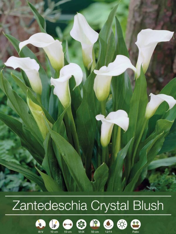 Zantedeschia Crystal Blush