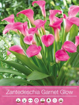 Zantedeschia Garnet Glow