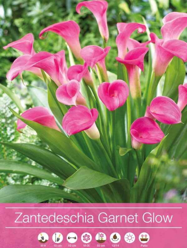 Zantedeschia Garnet Glow