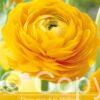 Ranunculus Yellow