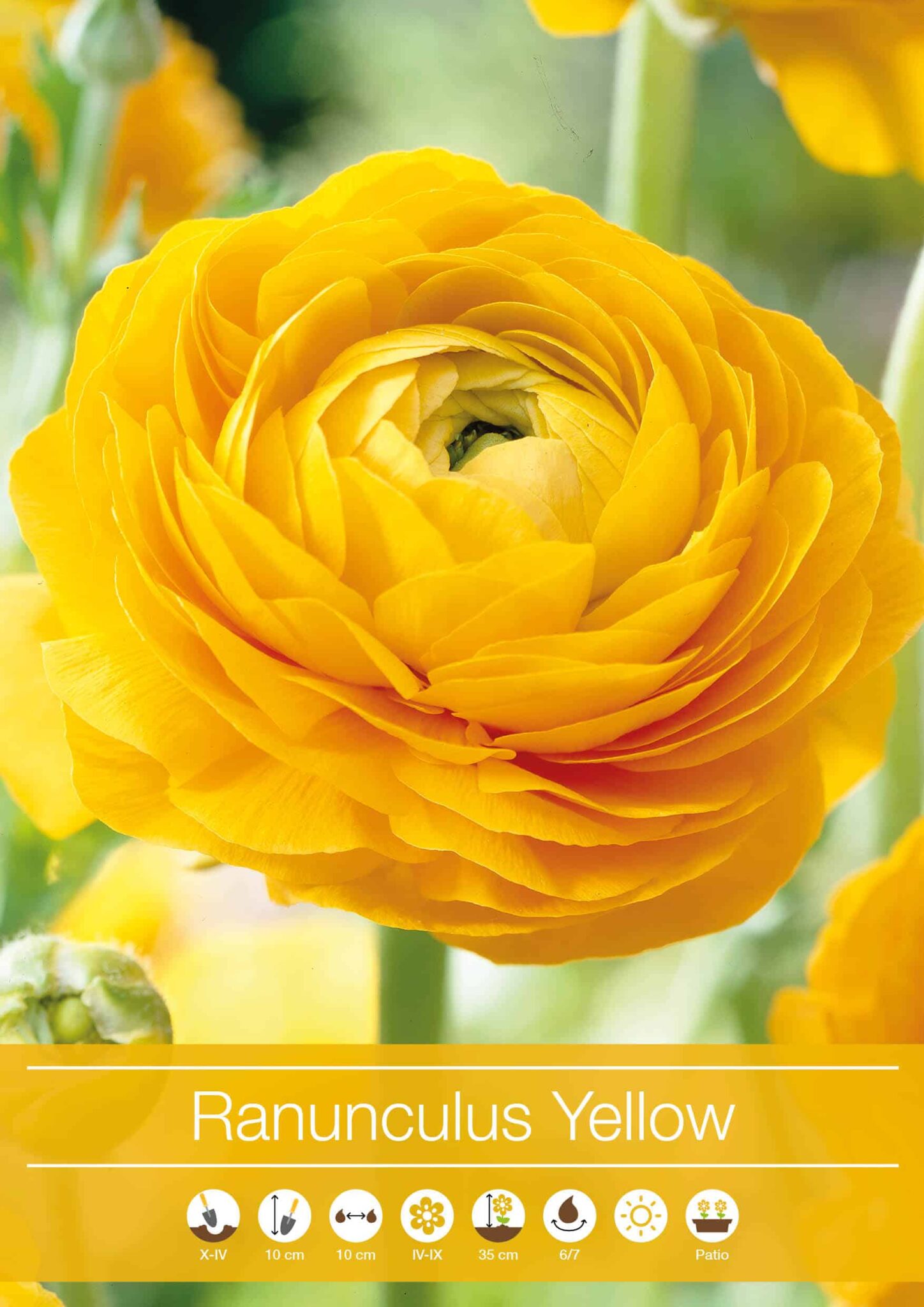 Ranunculus Yellow