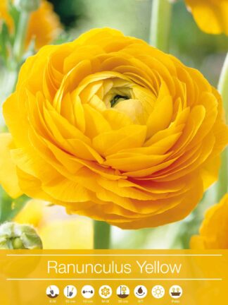 Ranunculus Yellow