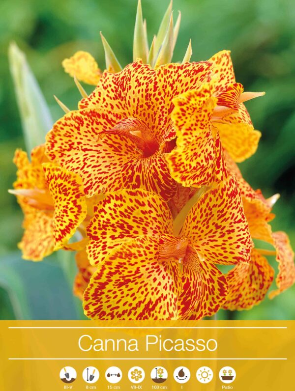 Canna Picasso