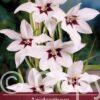 Acidanthera