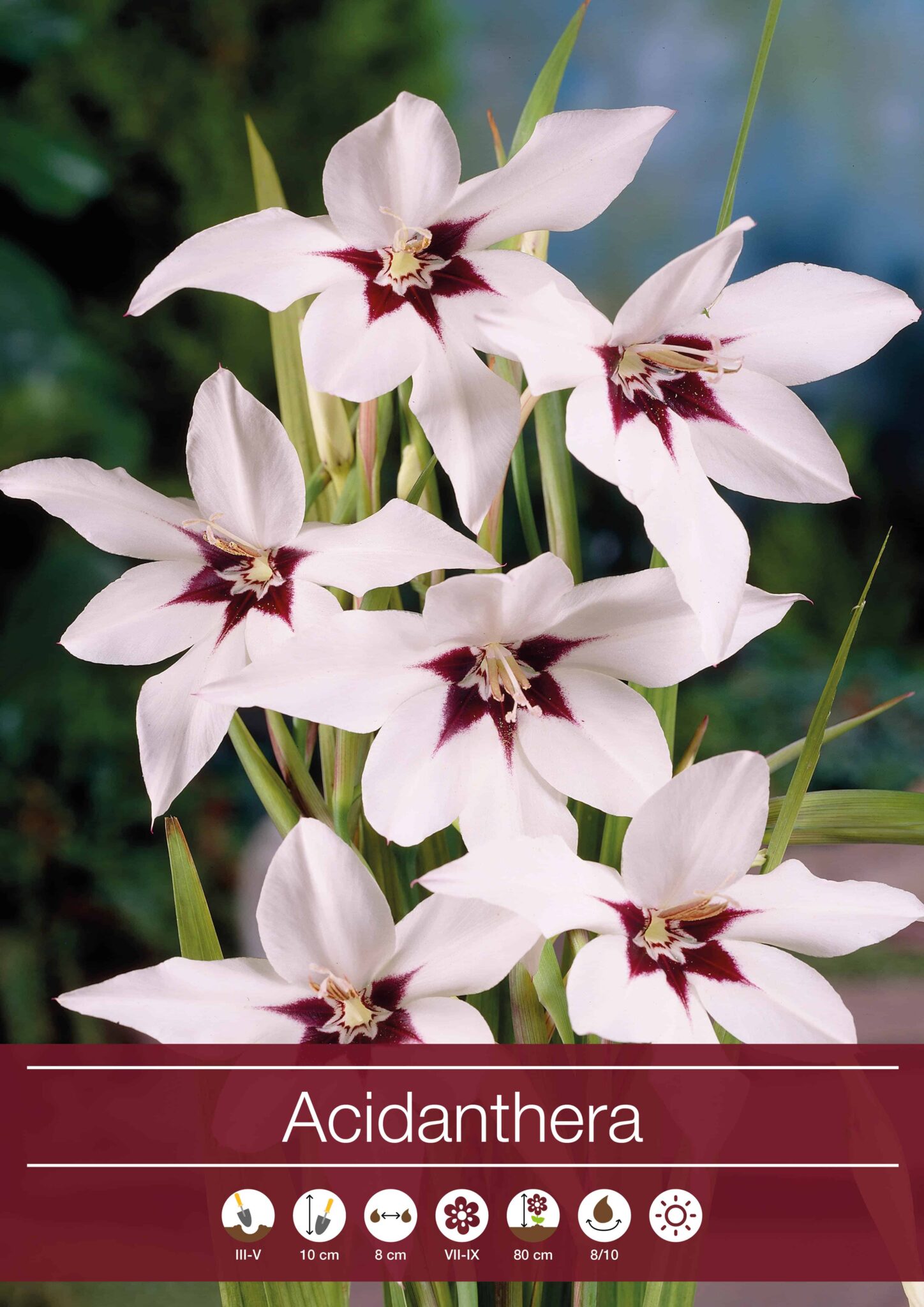 Acidanthera