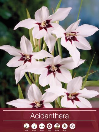 Acidanthera