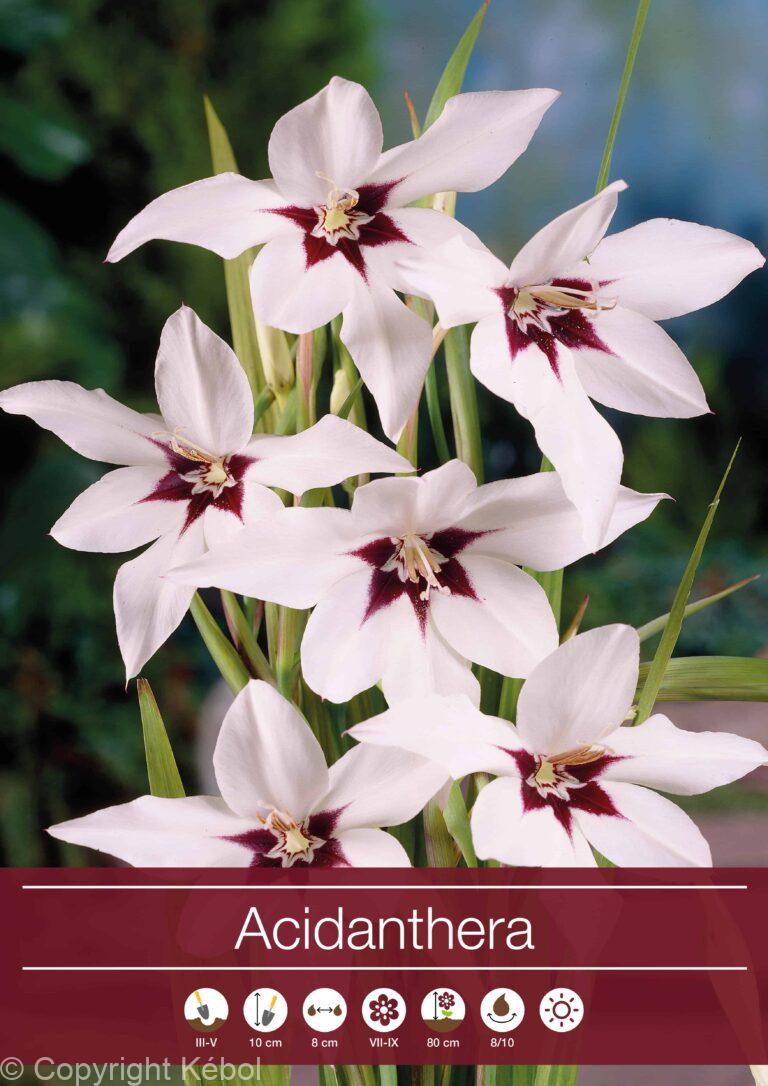 Acidanthera