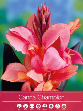 Canna Champion