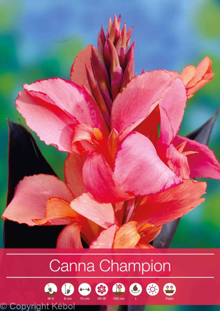 Canna Champion