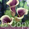 Zantedeschia Picasso